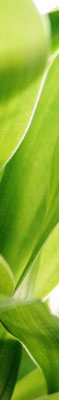 Site para imobili�rias