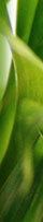 Site para imobili�rias